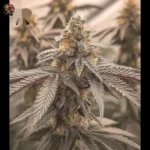 Gorilla Glue #4 Feminisierte Cannabis Samen