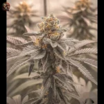 Gorilla Glue #4 Cannabis Strains