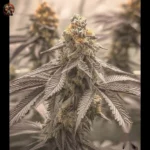 Gorilla Glue #4 Cannabis Strains