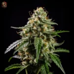 Hindu Kush Auto