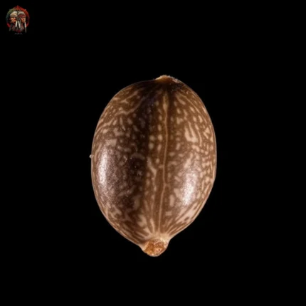 Hindu Kush Auto – Twins Garden Seeds