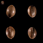 Hindu Kush Auto – Twins Garden Seeds