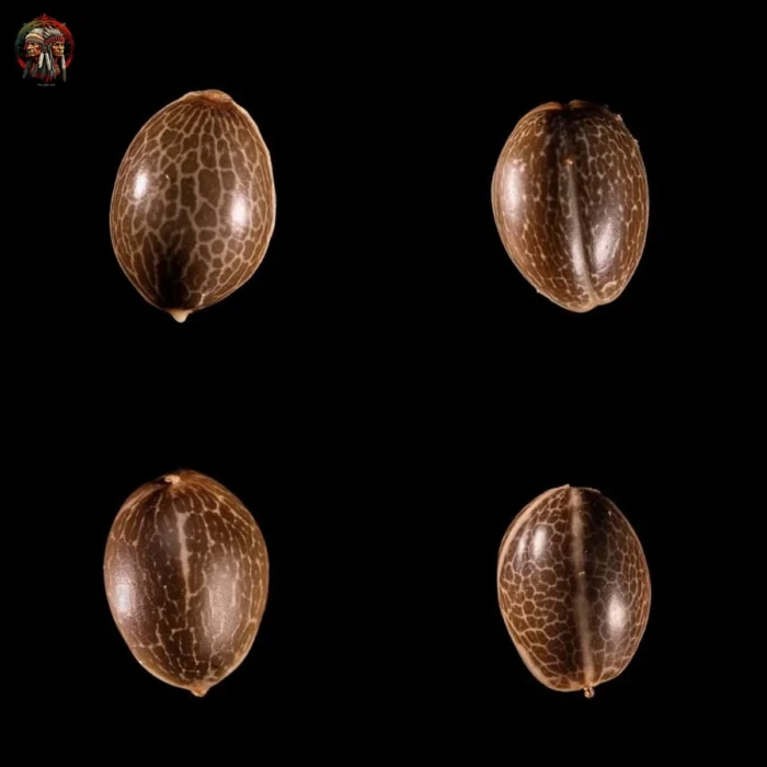 Hindu Kush Auto – Twins Garden Seeds