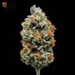 Jack Herer Autoflower Strains