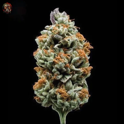 Jack Herer Autoflower Strains