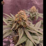 Jack Herer Autoflower Strains