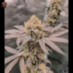 Jack Herer Autoflower Strains