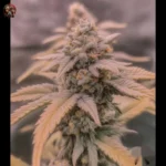 Jack Herer Autoflower Strains