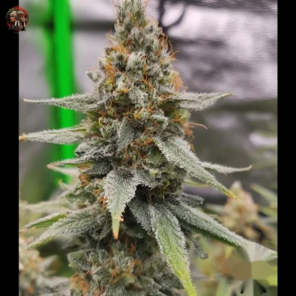 Jack Herer Feminisiert