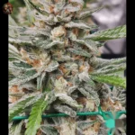 Jack Herer Cannabis Strains