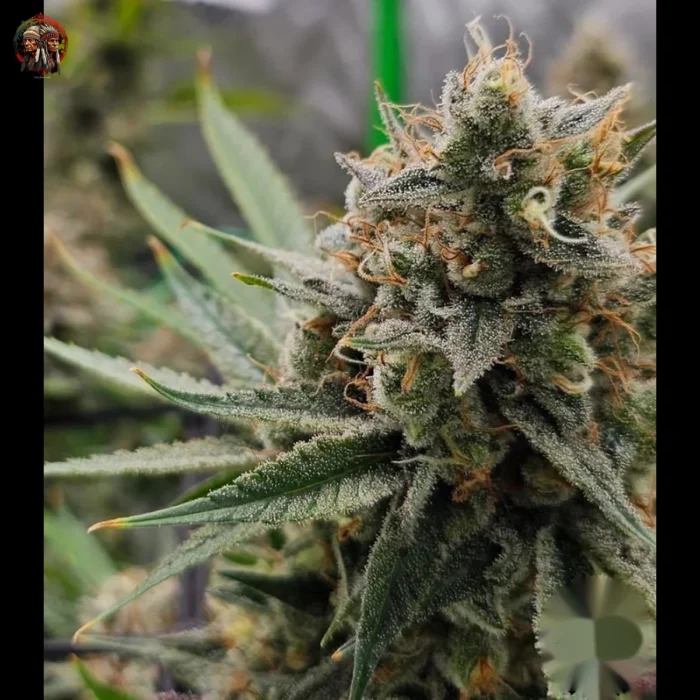 Jack Herer Cannabis Strains