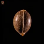 Jack Herer Feminisiert – Twins Garden Seeds