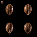 Jack Herer Feminisiert – Twins Garden Seeds