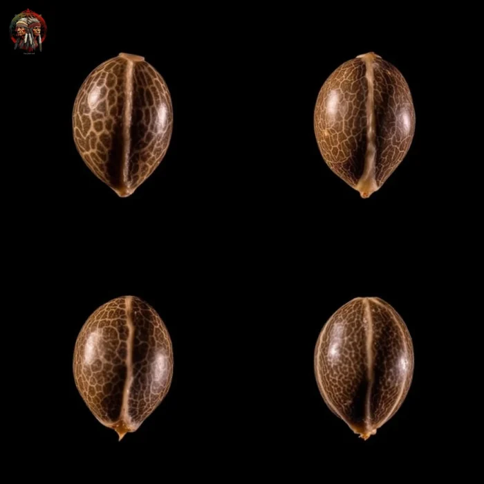 Jack Herer Feminisiert – Twins Garden Seeds