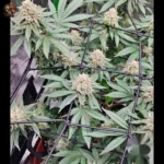 Jack Herer Cannabis Strains