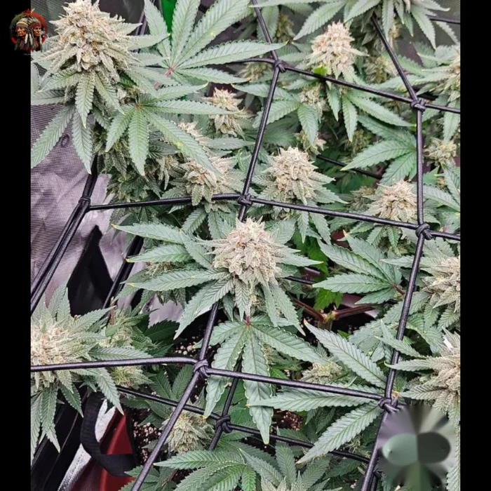 Jack Herer Cannabis Strains