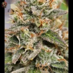 Jack Herer Cannabis Strains