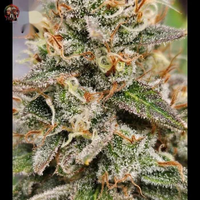 Jack Herer Cannabis Strains