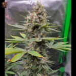 Jack Herer Strains