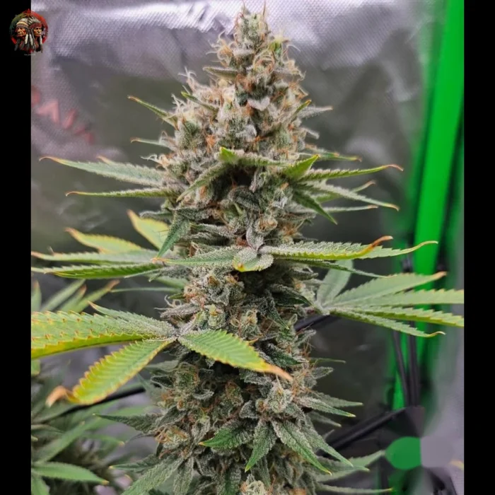 Jack Herer Strains
