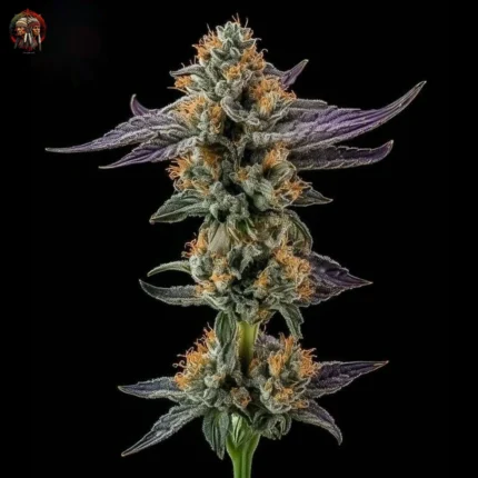 Lemon Haze Strains