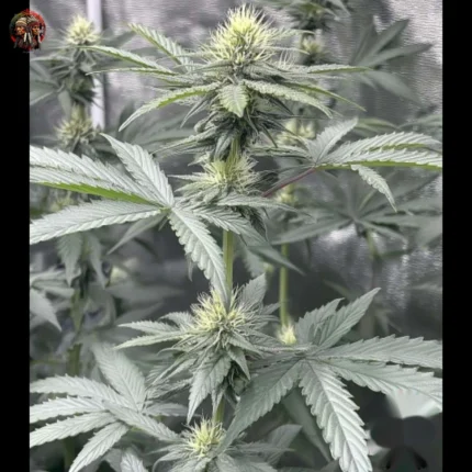 Lemon Haze Cannabis Samen