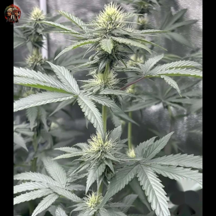Lemon Haze Cannabis Samen