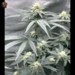 Lemon Haze Cannabis Strains