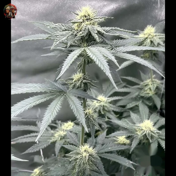 Lemon Haze Cannabis Strains