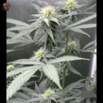 Lemon Haze Cannabis Strains