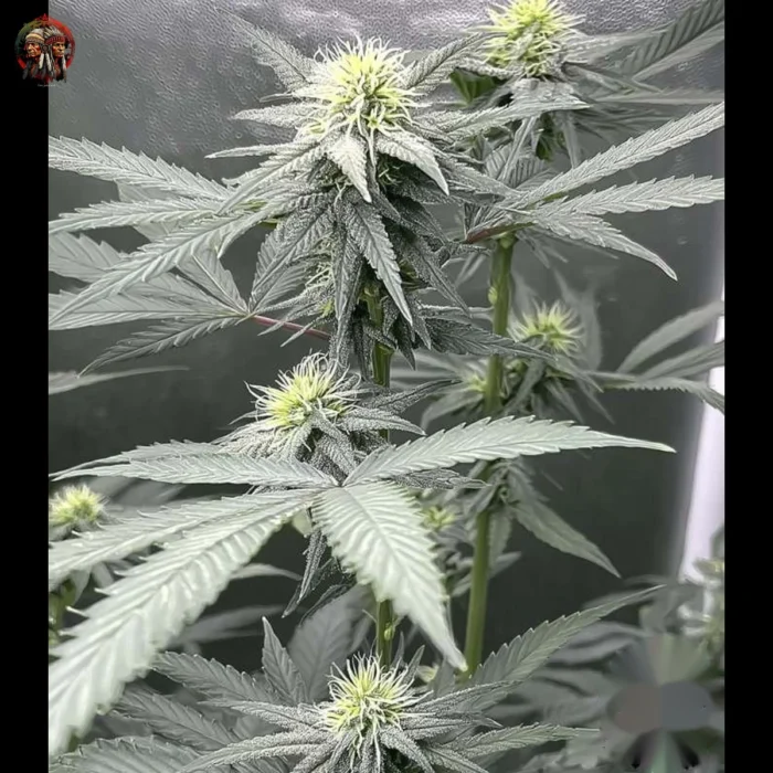 Lemon Haze Cannabis Strains