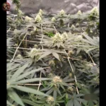 Lemon Haze Cannabis Strains