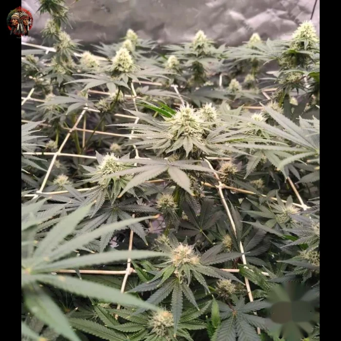 Lemon Haze Cannabis Strains