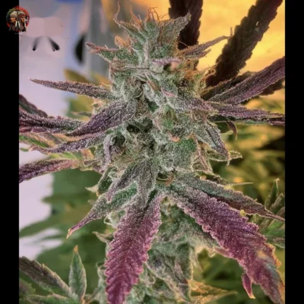 Northern Lights Autoflower