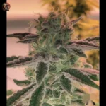 Northern Lights Autoflower