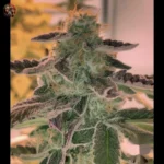 Northern Lights Autoflower