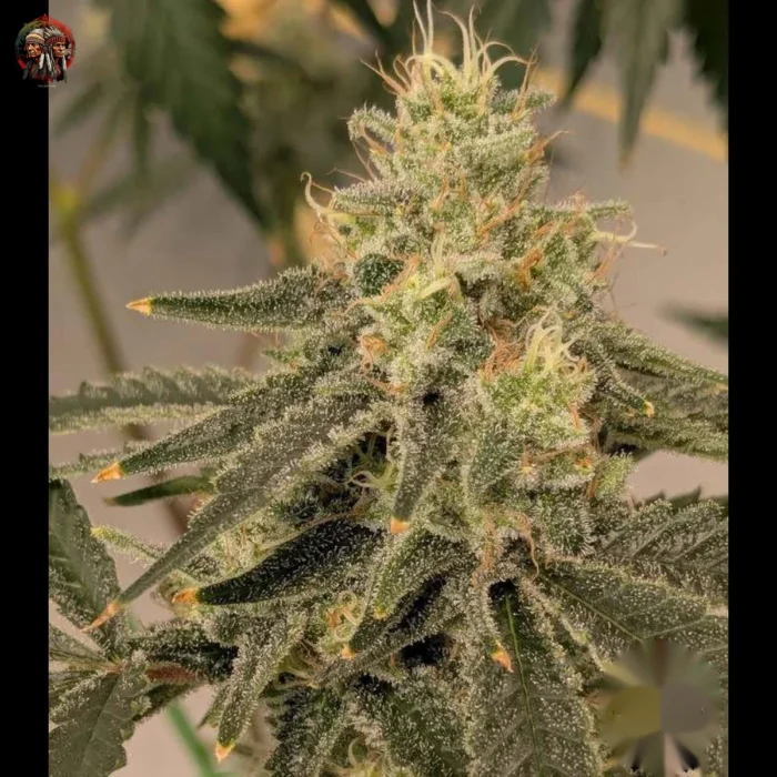 Northern Lights Autoflower