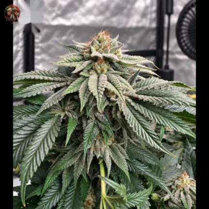 Northern Lights Feminisierte Samen