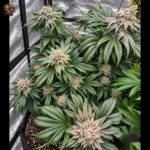 Northern Lights Cannabis Strains