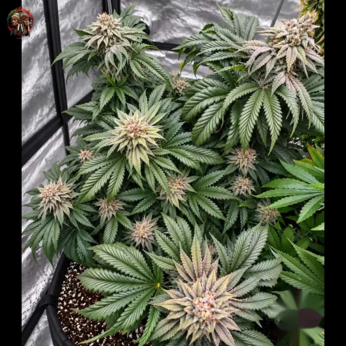 Northern Lights Cannabis Strains