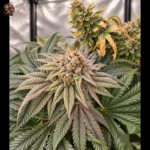 Northern Lights Feminisierte Samen