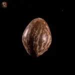Northern Lights Feminisiert – Twins Garden Seeds