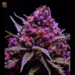 Purple Haze Feminisiert – Twins Garden Seeds