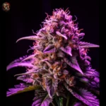 Purple Haze Feminisiert – Twins Garden Seeds