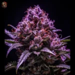 Purple Haze Feminisiert – Twins Garden Seeds