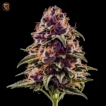 Purple Punch Auto