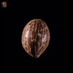 Purple Punch Auto – Twins Garden Seeds