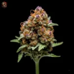 Purple Punch Auto – Twins Garden Seeds