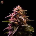 Purple Punch Auto Cannabis Samen