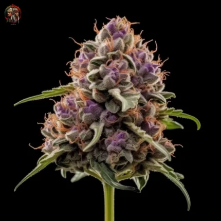 Purple Punch Feminisiert